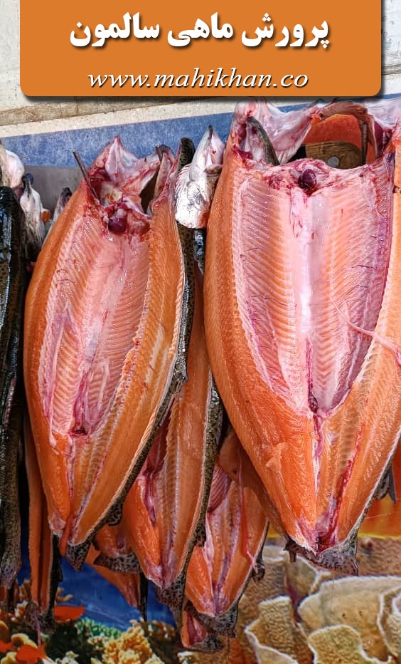 ماهی سالمون پرورشی