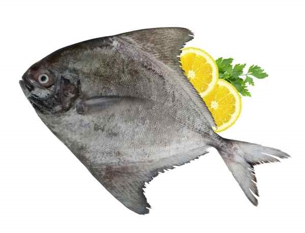 انواع ماهی جنوب