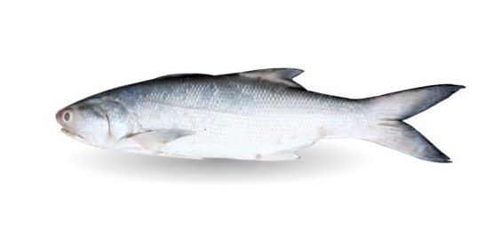 انواع ماهی دریایی جنوب