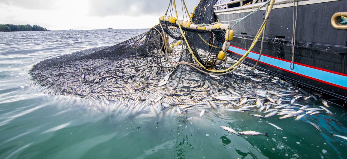 مهمترین مناطق صید ماهی