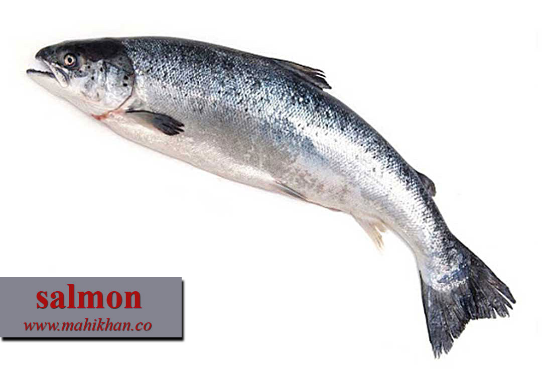 صادرات ماهی سالمون پرورشی