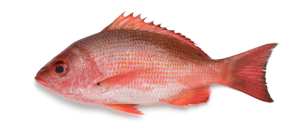 مشخصات ماهی حمرو