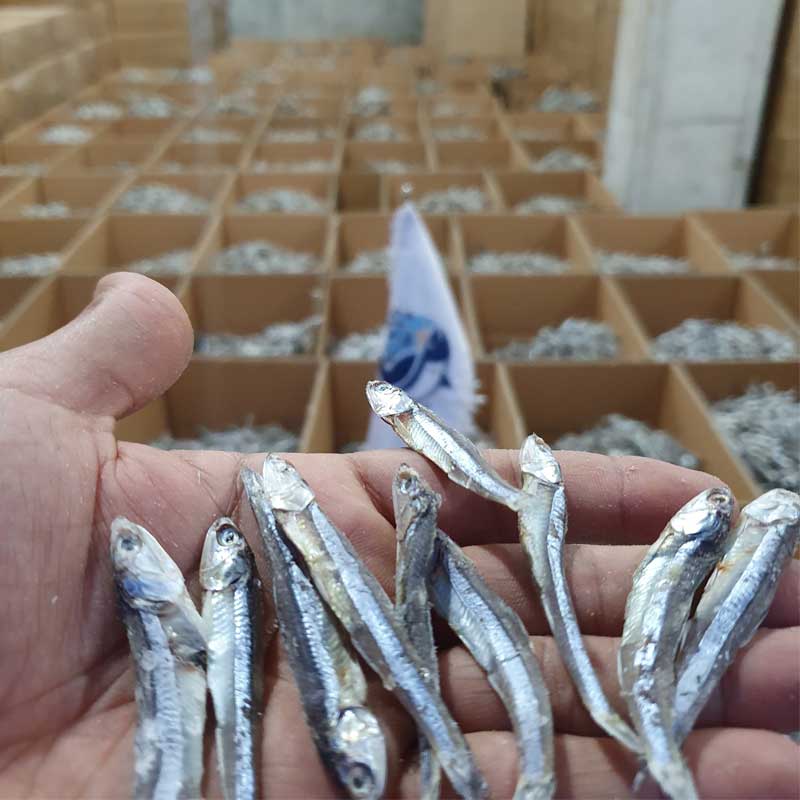صادرات ماهی متوتا