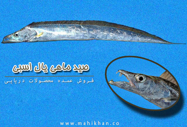 صید ماهی یال اسبی