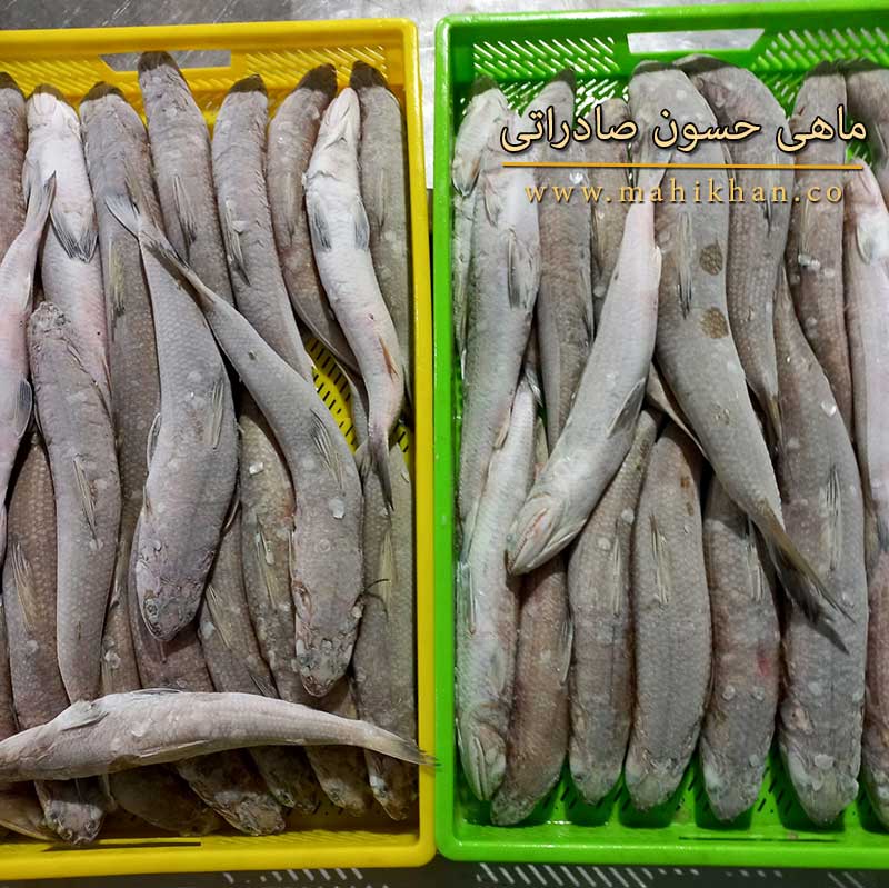 صادرات ماهی حسون