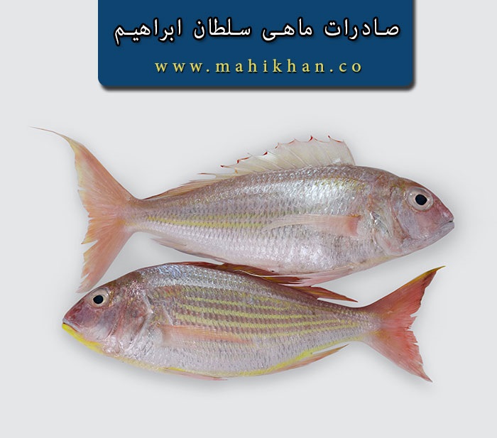 صادرات ماهی سلطان ابراهیم