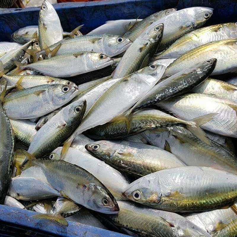 خواص ماهی طلال