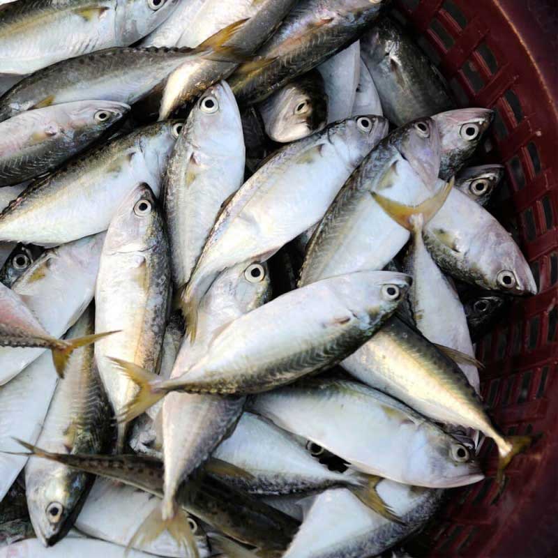 صادرات ماهی طلال