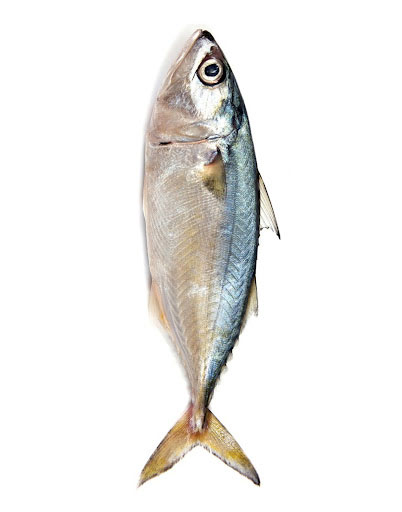 ماهی طلال چیست