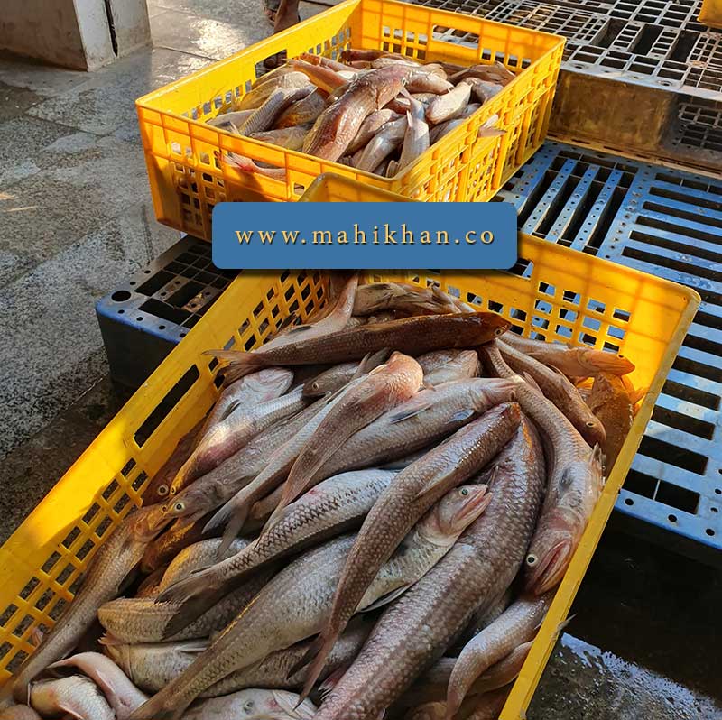 صادرات ماهی حسون
