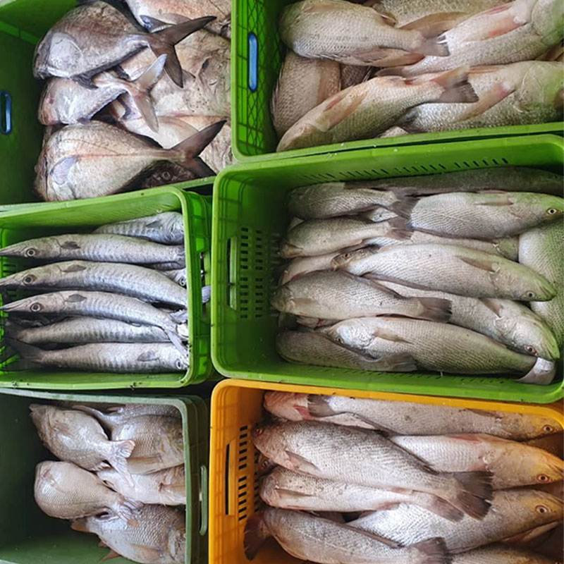 انواع ماهی جنوب با قیمت