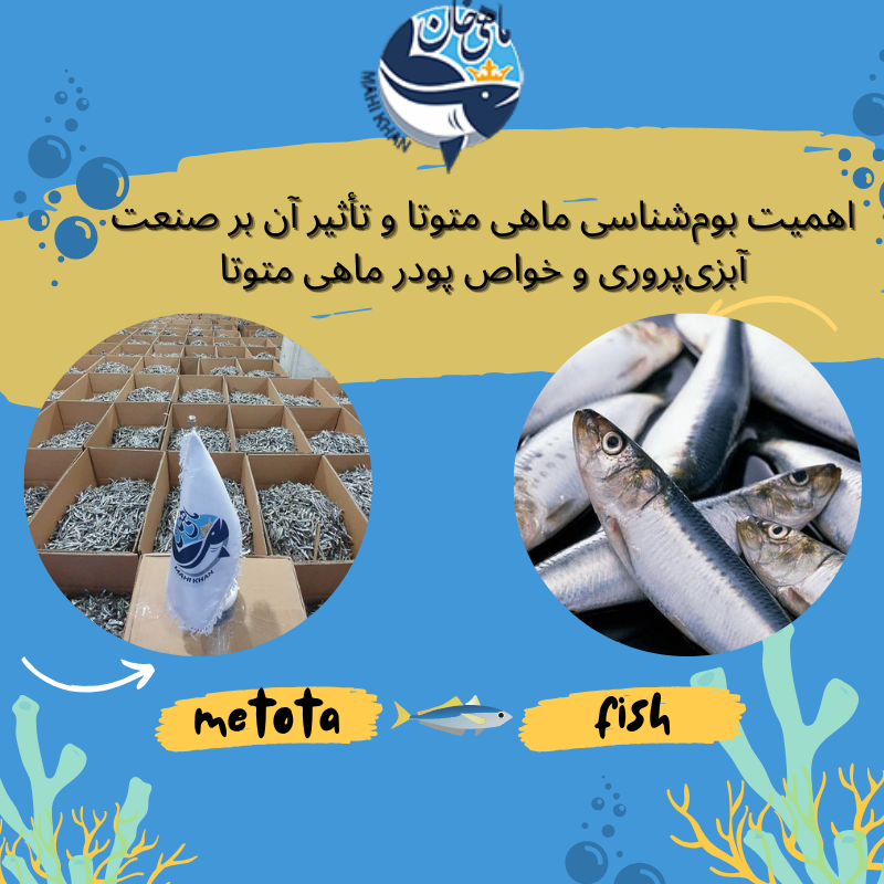 خواص ماهی متوتا