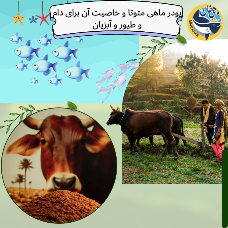 خواصپودر ماهی متوتا برای طیور و آبزیان و دام ها 